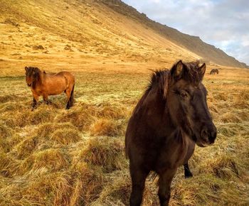 Icelandic horses