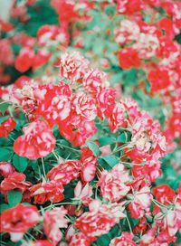 Close-up of red flowering plant