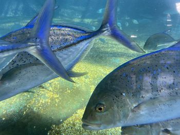 Close-up of fish swimming in sea