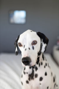 Close-up portrait of a dog