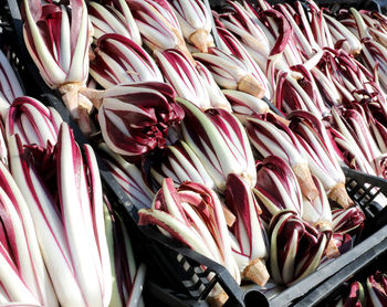 Red chicory called radicchio tardivo in italian language for sale at market