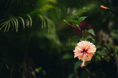 Close-up of flowering plant