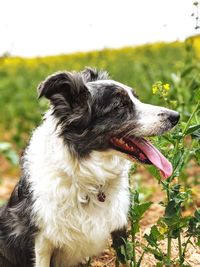 Close-up of a dog looking away