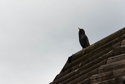 Low angle view of bird perching on wood against clear sky