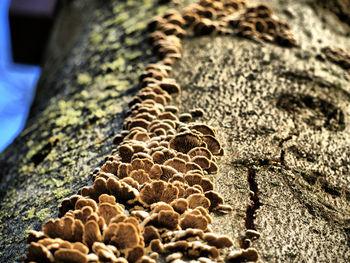 Close-up of rocks