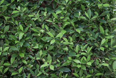 Full frame shot of ivy growing on land