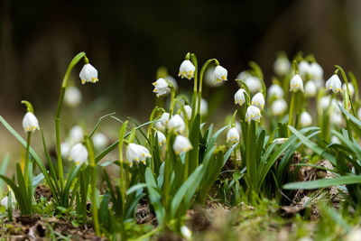 Close-up of white flowering plants on field