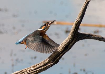 Close-up of bird flying against sky