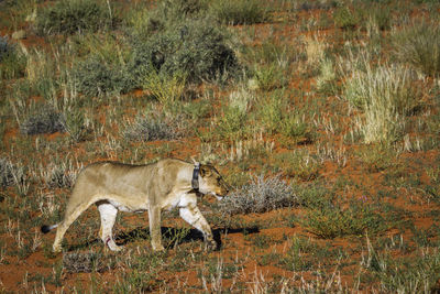 African lioness with tracking collar walking in kgalagadi transfrontier park, south africa