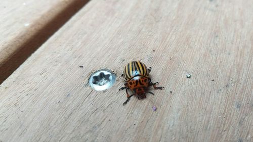 High angle view of ladybug on wooden table