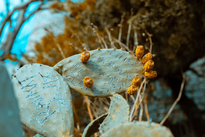 Close-up of snow on plant