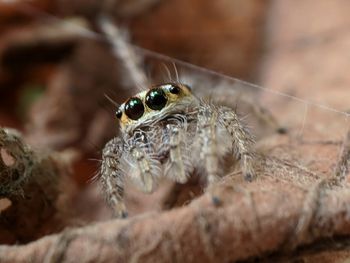 Close-up of spider