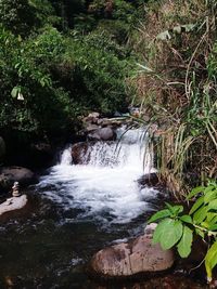 Scenic view of waterfall in forest