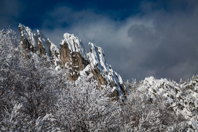 Snow covered plants against sky