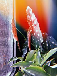 Close-up of raindrops on wet plant