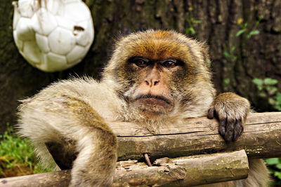 Portrait of monkey sitting on wood