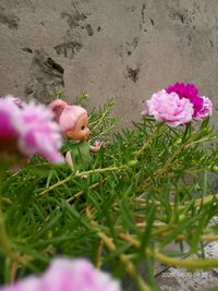 Close-up of pink flowering plants