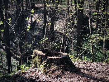 Wooden logs in forest