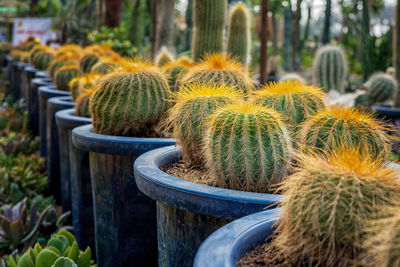 Close-up of cactus plant in pot