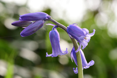 Close-up of purple flowering plant