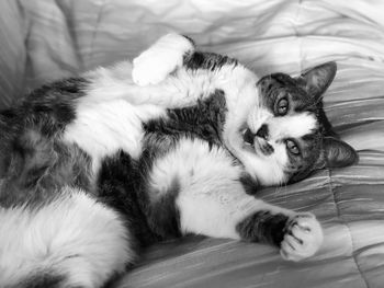 High angle view of cat resting on bed