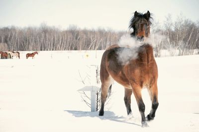 Horse on snow field against sky