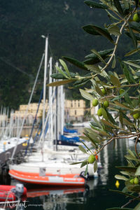 Close-up of sailboats moored in water