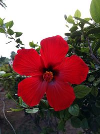 Close-up of red hibiscus blooming outdoors