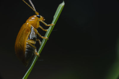 Close-up of insect over black background