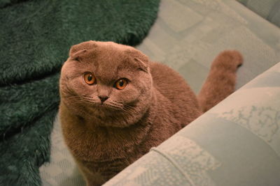 High angle view of ginger cat sitting at home