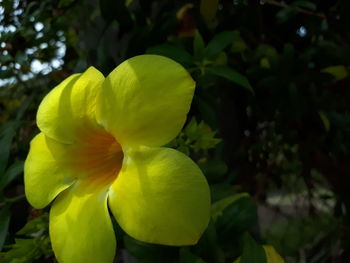 Close-up of yellow flower blooming outdoors