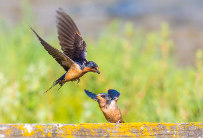 Close-up of bird flying