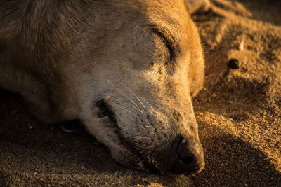 Close-up of a dog sleeping