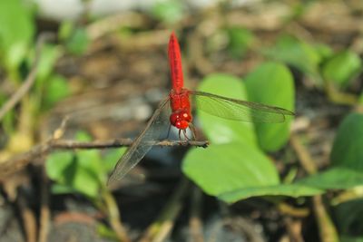 Close-up of insect on leaf