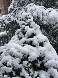 Close-up of snow covered tree