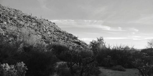 Panoramic view of trees on landscape against sky