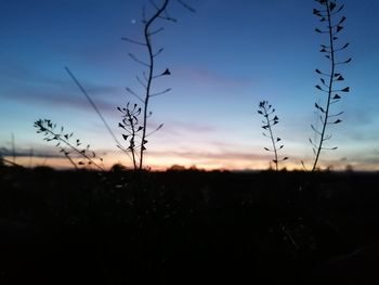 Silhouette plants on field against sky at sunset