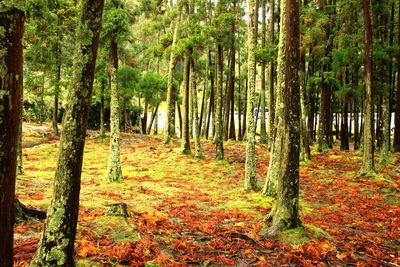 Trees in forest