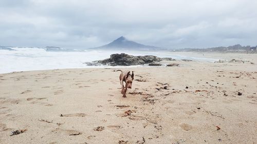Weimaraner puppy running at the beach 