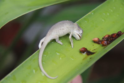 Close-up of insect on leaves