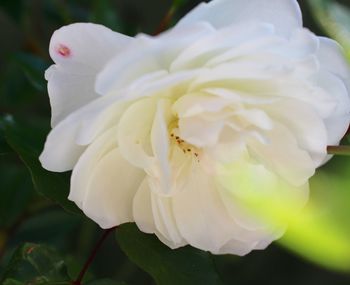 Close-up of rose blooming