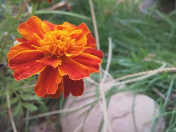 Close-up of orange rose blooming outdoors