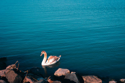 High angle view of bird in sea