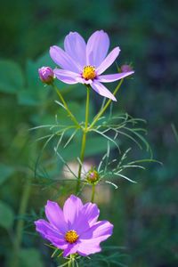 Close-up of purple flowers blooming outdoors
