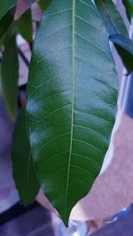 Close-up of fresh green leaves