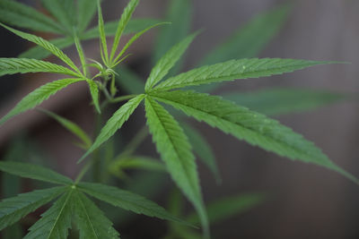 Close-up of fresh green leaves