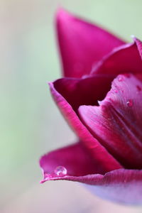 Close-up of pink rose flower