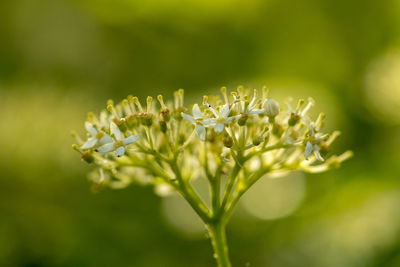 Close-up of flowering plant on field