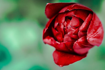 Close up of red flower