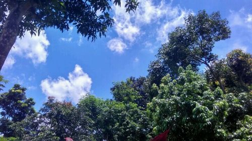 Low angle view of trees against sky